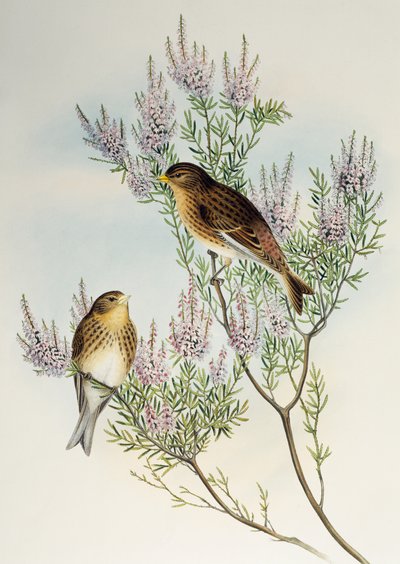 Twite (Carduelis flavirostris), from Birds of Great Britain by Henry Constantine Richter