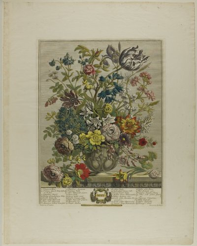 May, from Twelve Months of Flowers by Henry Fletcher