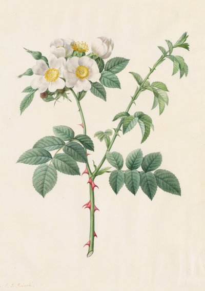 Brier Bush Rose or Dog Rose (Rosa Leucantha) by Henry Joseph Redouté