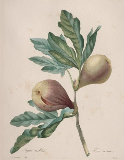 Choice of the Most Beautiful Flowers...Most Beautiful Fruits: Violet Fig by Henry Joseph Redouté