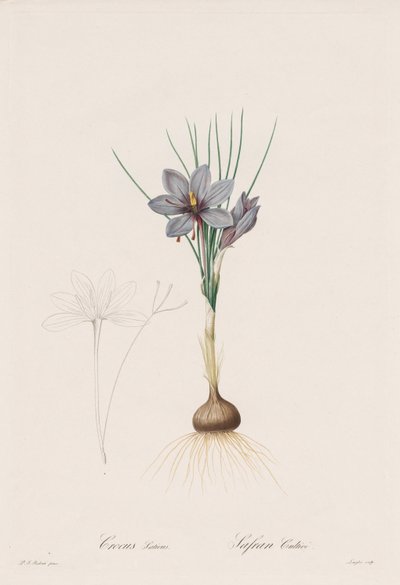 The Lilies: Crocus Sativus by Henry Joseph Redouté