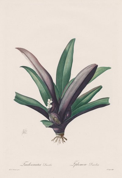 The Lilies: Tradescantia discolor by Henry Joseph Redouté