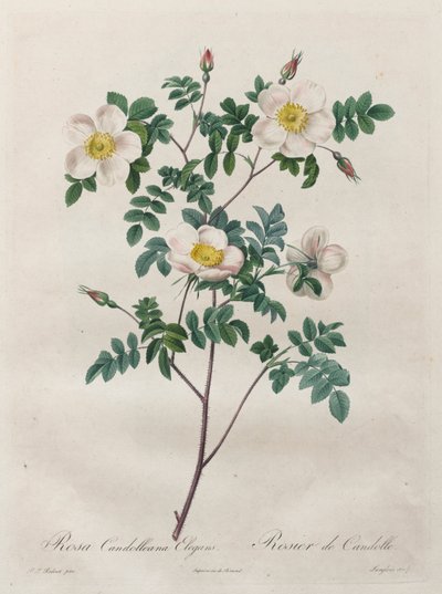 The Roses: Rosa Candolleana Elegans by Henry Joseph Redouté