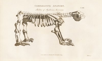 Skeleton of Megatherium americanum by Henry Mutlow