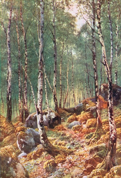 A Birch-Wood in Springtime, by Loch Maree, Ross-Shire by Henry Sutton Palmer