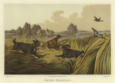 Water Spaniels by Henry Thomas Alken