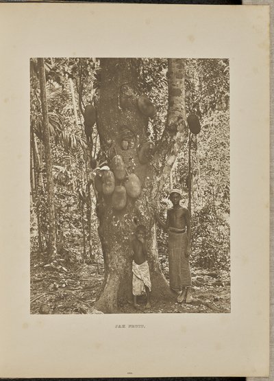 Jackfruit by Henry W. Cave