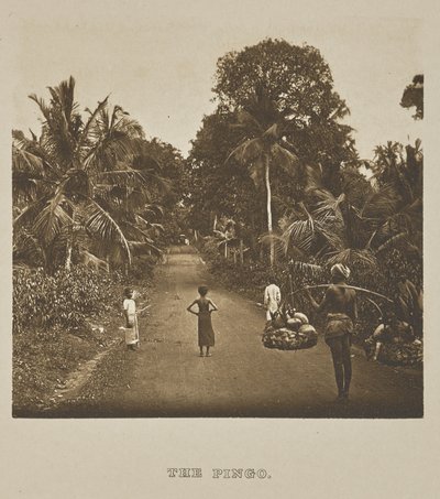 The Pingo by Henry W. Cave