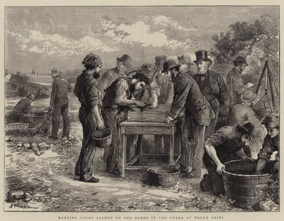 Marking Young Salmon on the Banks of the Tweed at Heugh Shiel by Henry Woods
