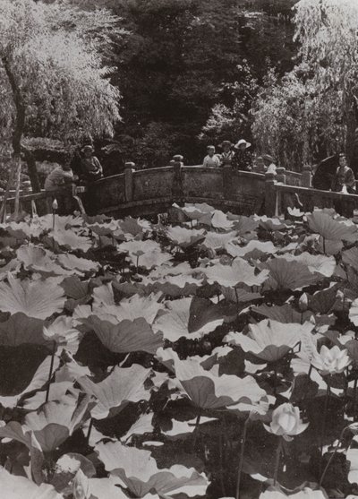 A Lotus-Pond by Herbert Ponting