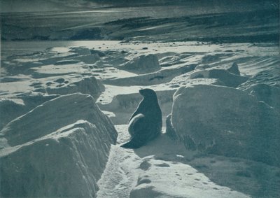 A Weddell Seal On The Beach by Herbert Ponting