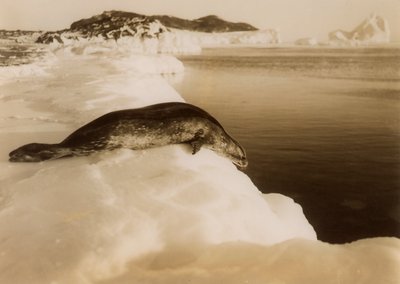 A Weddell Seal About to Dive at West Beach, Cape Evans, Antarctica, 1911 by Herbert Ponting