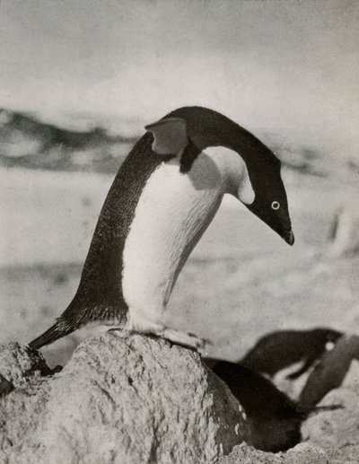 An Adélie Penguin About To Dive by Herbert Ponting