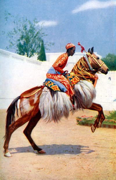 An Arab Dancing Horse, Udaipur, India by Herbert Ponting