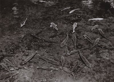 Carp in the Lake at Kumamoto by Herbert Ponting