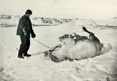 Cherry-Garrard Giving His Pony Michael a Roll in the Snow by Herbert Ponting