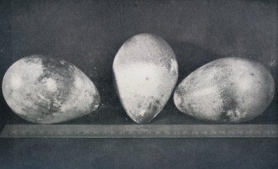 Emperor Penguins Eggs from Cape Crozier by Herbert Ponting