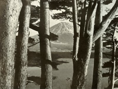 Fuji and the Pine Trees by Herbert Ponting