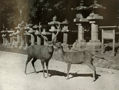 My Dear! A Study at Nara by Herbert Ponting