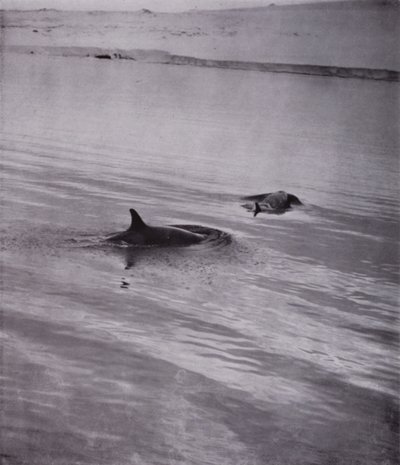 On all sides killer whales by Herbert Ponting