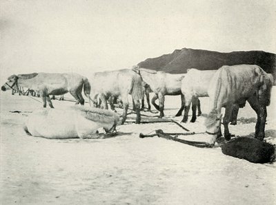 Ponies Tethered Out on the Sea-Ice by Herbert Ponting