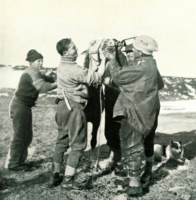 Pony Takes Whisky by Herbert Ponting