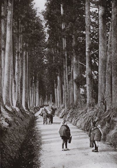 The Cryptomerias Avenue at Nikko by Herbert Ponting