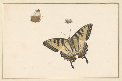 Three Butterflies by Herman Henstenburgh