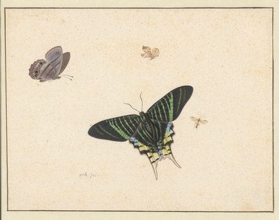 Three Butterflies and a Wasp or Fly by Herman Henstenburgh