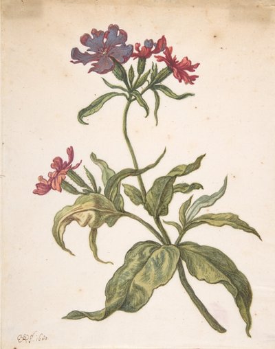 Study of a red catchfly Lychnis hirsuta, 1680 by Herman Saftleven the Younger