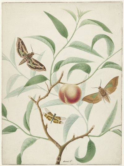 Peach on a Branch with Two Exotic Butterflies and a Dragonfly by Hermanus de Wit