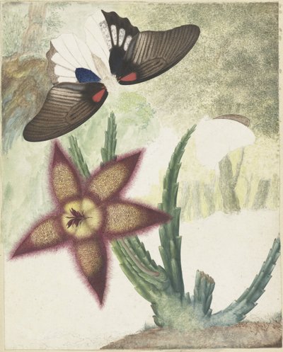 Two Butterflies and a Five-Petaled Yellow-Purple Flower by Hermanus de Wit
