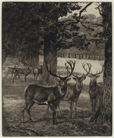 Deer in Windsor Park (engraving) by Heywood (after) Hardy
