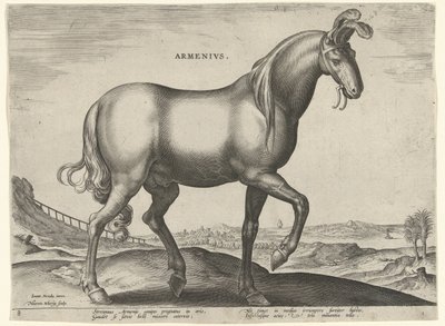Horse from Armenia (Armenius) by Hieronymus Wierix