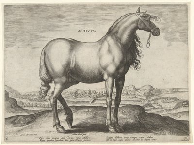 Horse from Greece (Achivus) (series title: Horse Breeds from the Royal Stables of Don Juan of Austria) by Hieronymus Wierix