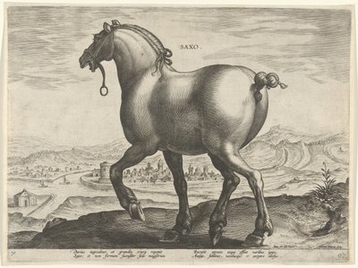 Horse from Saxony by Hieronymus Wierix