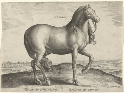 Horse from Sicily by Hieronymus Wierix