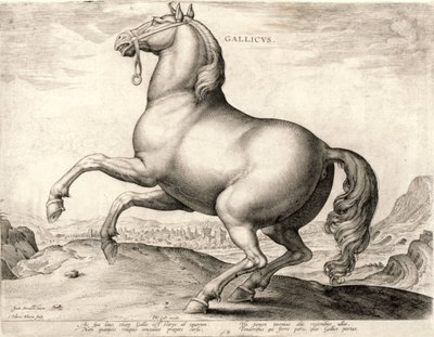 Gallicus from the Series Horses from the Stable of Don Juan of Austria by Hieronymus or Jerome Wierix