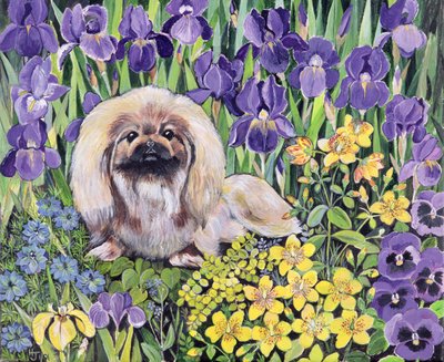 Peke in the Flower Bed by Hilary Jones