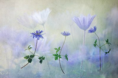 Dreamy Blue Anemones by Hilda van der Lee