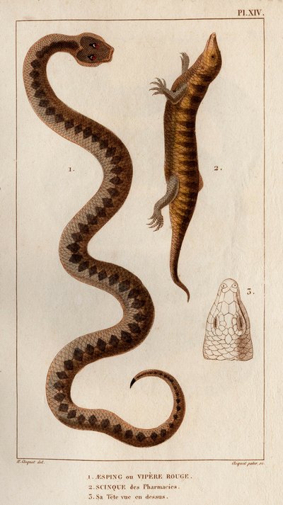 Aesping or Red Viper, Skink from pharmacies, his head seen above. Fauna des Médecins ou histoire des animaux et de leurs produits par Hippolyte Cloquet - Volume 6 - 1825 by Hippolyte Cloquet