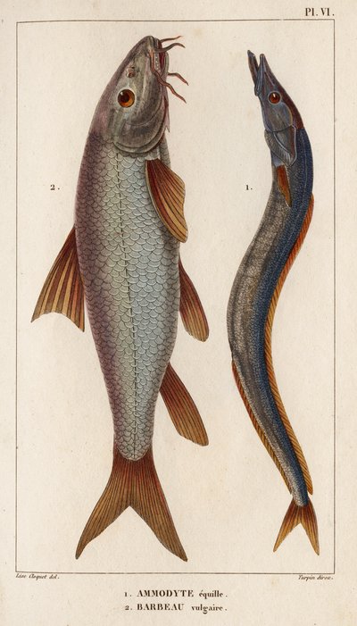 Ammodyte Equille and Vulgar Barbeau. 