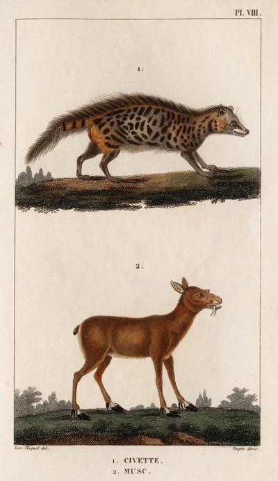 Civet and Musk. 