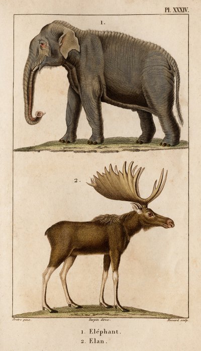 Elephant and Elan. 
