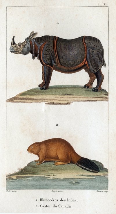 India Rhinoceros and Canadian Beaver by Hippolyte Cloquet