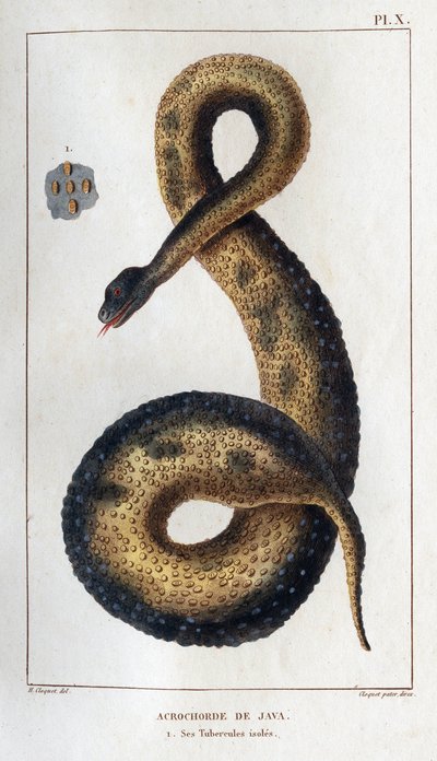 Java Acrochord. Its Insulated Tubers. Fauna of Doctors or History of Animals and Their Products by Hippolyte Cloquet - Volume 6 - 1825 by Hippolyte Cloquet