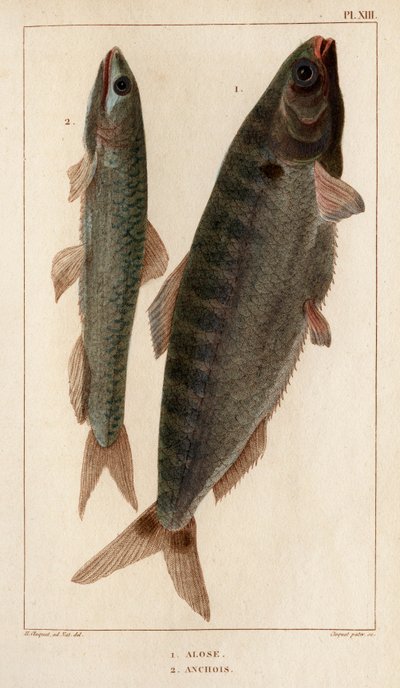Shad and Anchovies. 