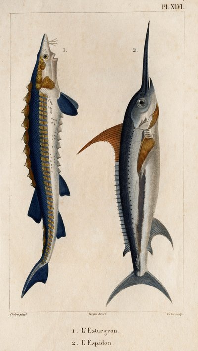 Sturgeon and Swordfish. Fauna of Doctors or History of Animals and Their Products by Hippolyte Cloquet - Volume 6 - 1825 by Hippolyte Cloquet