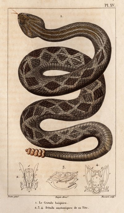 The Rattlesnake Will Drink, Anatomical Details of His Head. Fauna of Doctors or History of Animals and Their Products by Hippolyte Cloquet by Hippolyte Cloquet