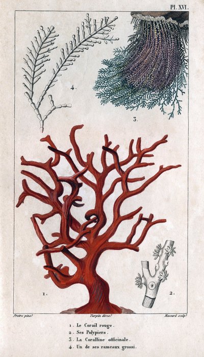 The Red Coral, its Polypiers, the Coralline officinale, one of the coarse branches. in 